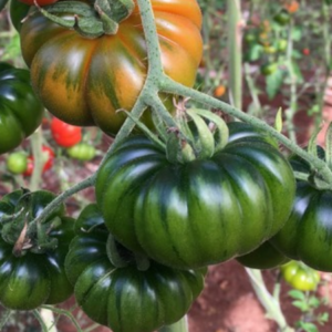 Pomodoro Costoluto Maryposa