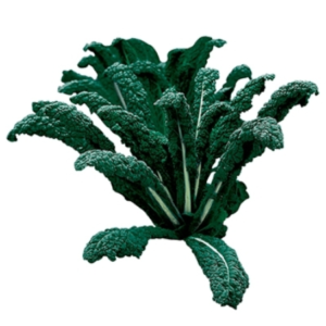 Cavolo Nero Raven