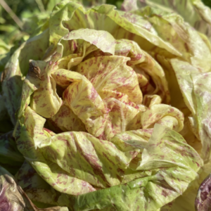 Cicoria Variegata di Lusia