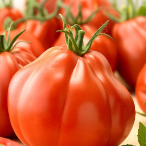 Pomodoro Insalataro Pera d’Abruzzo Giacomo