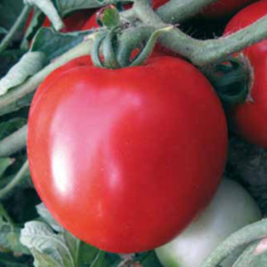 Pomodoro Insalataro Basso Duricchio