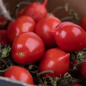 Pomodoro Piennolo Rosso Pendolino