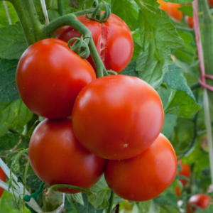 Pomodoro Tondo Liscio Frupo