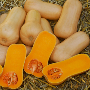 Zucca Butternut Botero