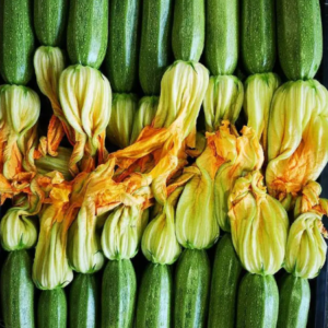 Zucchino chiaro Rigas