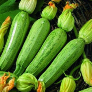 Zucchino Greyzini da fiore