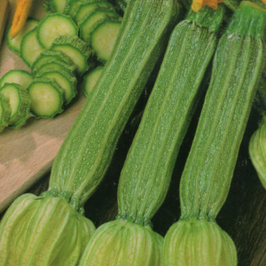 Zucchino romanesco Fiesole