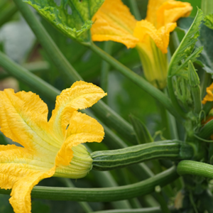 Zucchino romanesco Sophy