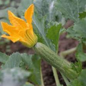 Zucchino romanesco Virgilio