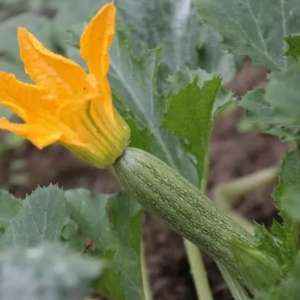 Zucchino romano