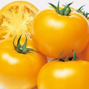 Pomodoro Insalataro Tondo Giallo