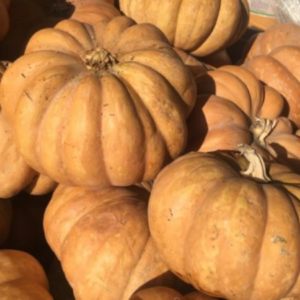 Zucca Moscata di Provenza